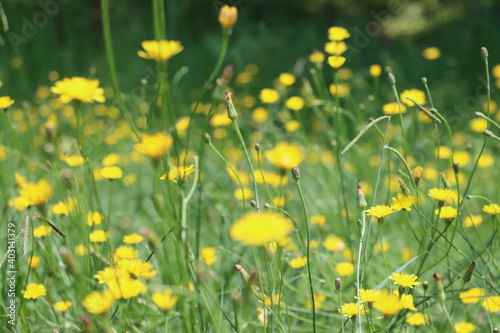 field of dandelions © nour
