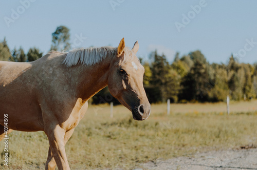 horse around barn