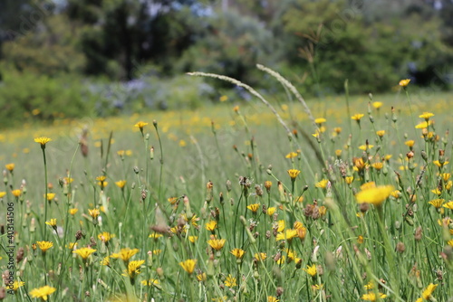 field of dandelions