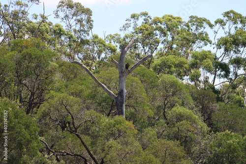 tree in the mountains