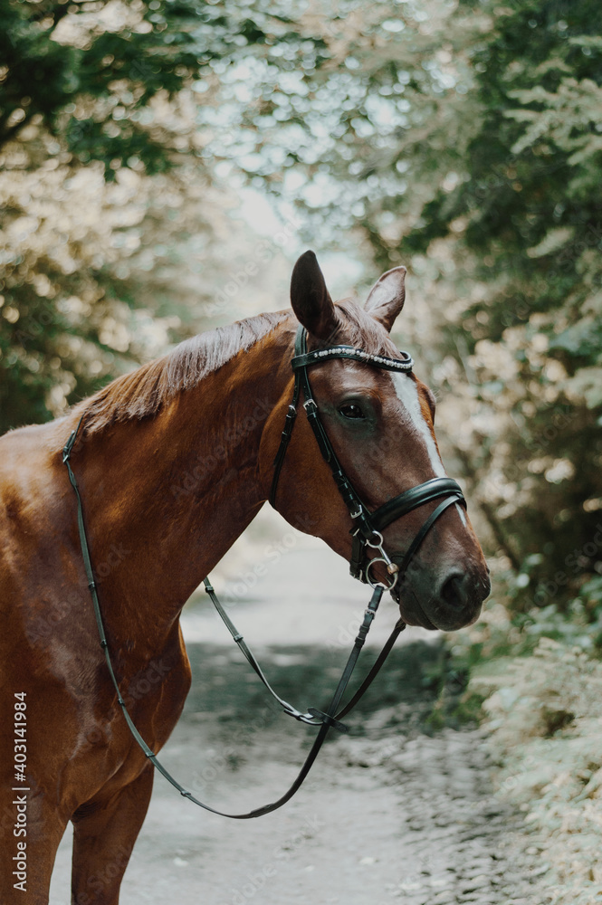 horse around barn