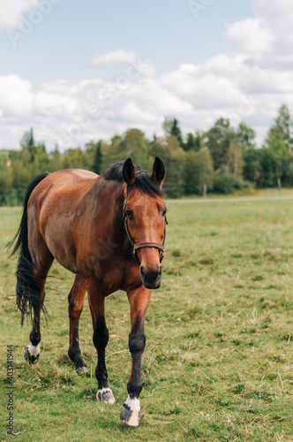 horse around barn © LaurieAnne