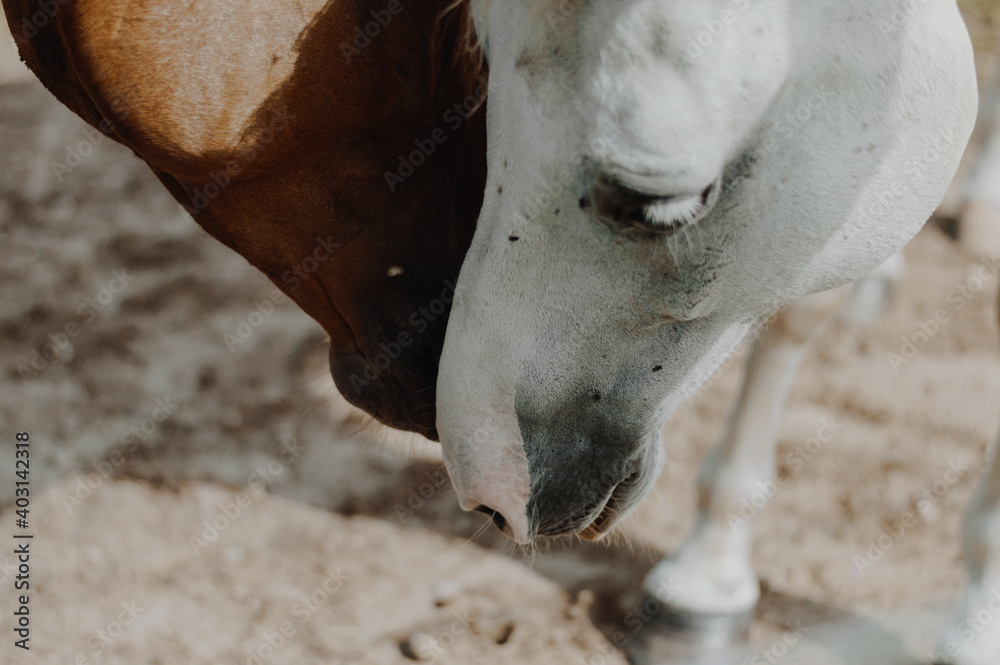 Obraz premium horse around barn