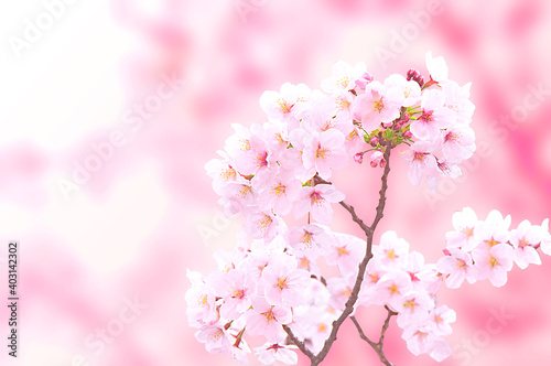 きれいに咲き誇る桜