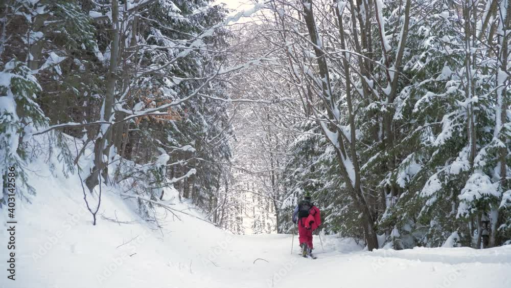Male Freeride Skier Ski Touring In Show Covered Forest Male Freeride Skier Ski Touring In Show Covered Forest