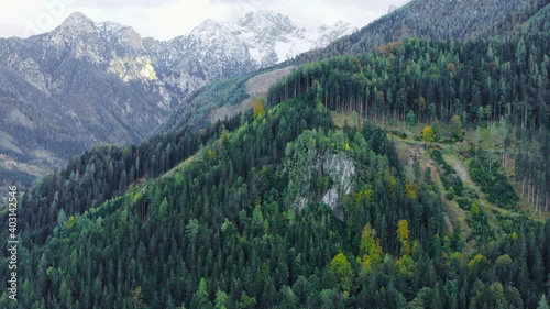 Unreal mesmerizing evergreen pine woods of Eisenkappel Vellach Austria photo