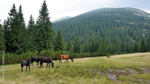wild horses grazing on a meadow, spruces and mountains covered with spruce forest