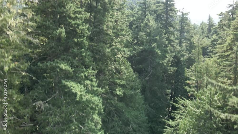 Rising up through tall evergreen forest revealing smoke shrouded mountains, aerial reveal Rising up through tall evergreen forest revealing smoke shrouded mountains, aerial reveal