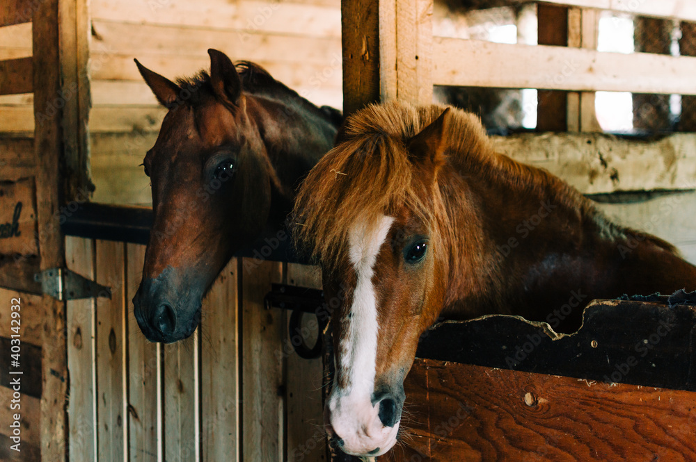 Obraz premium horse around barn