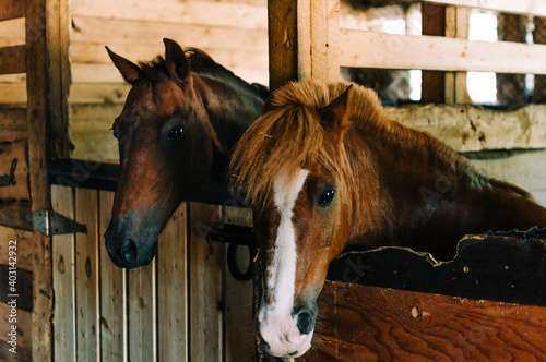 horse around barn