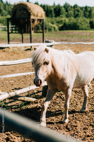 horse around barn