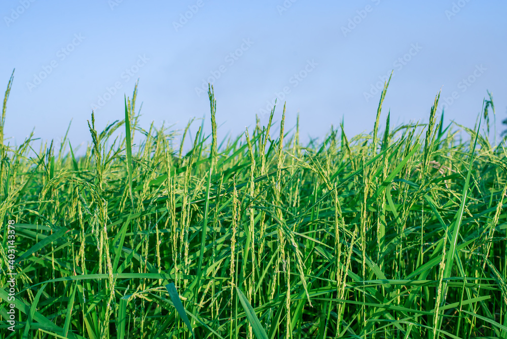 Fototapeta premium green rice farm in the countryside rural in Thailand