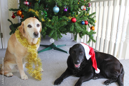 Golden and Black Labrador siblings in the Christmas spirit sitting in from of the Christmas Tree