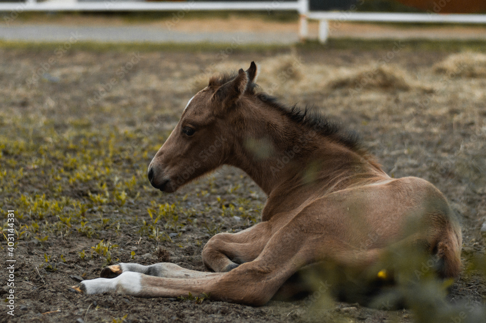 Fototapeta premium horse in field