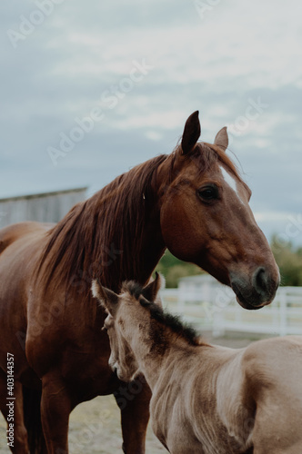 Fototapeta Naklejka Na Ścianę i Meble -  horse in field