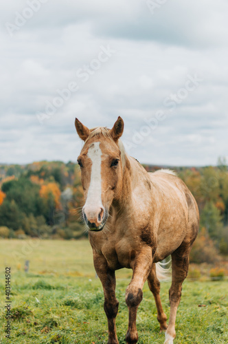 horse in field © LaurieAnne