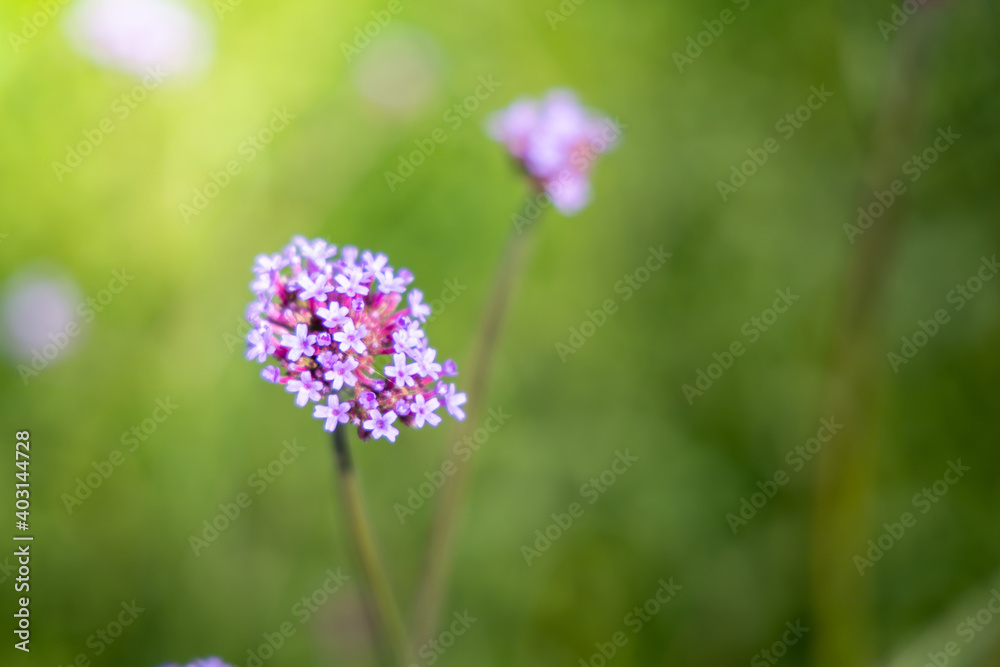The background image of the colorful flowers The background image of the colorful flowers