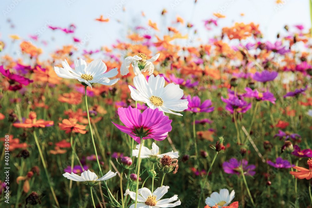 Colorful of cosmos at sky.
