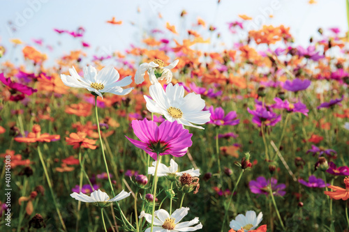 Colorful of cosmos at sky.