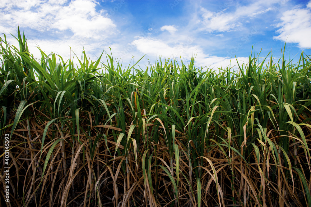 Sugarcane with sky at sunlight. Sugarcane with sky at sunlight.