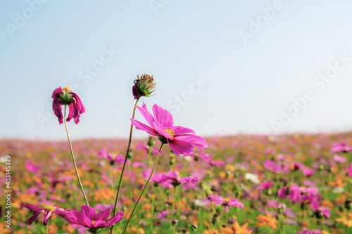 Pink of cosmos flower on field.