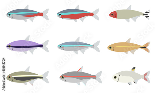 アクアリウムの小型熱帯魚（テトラ）