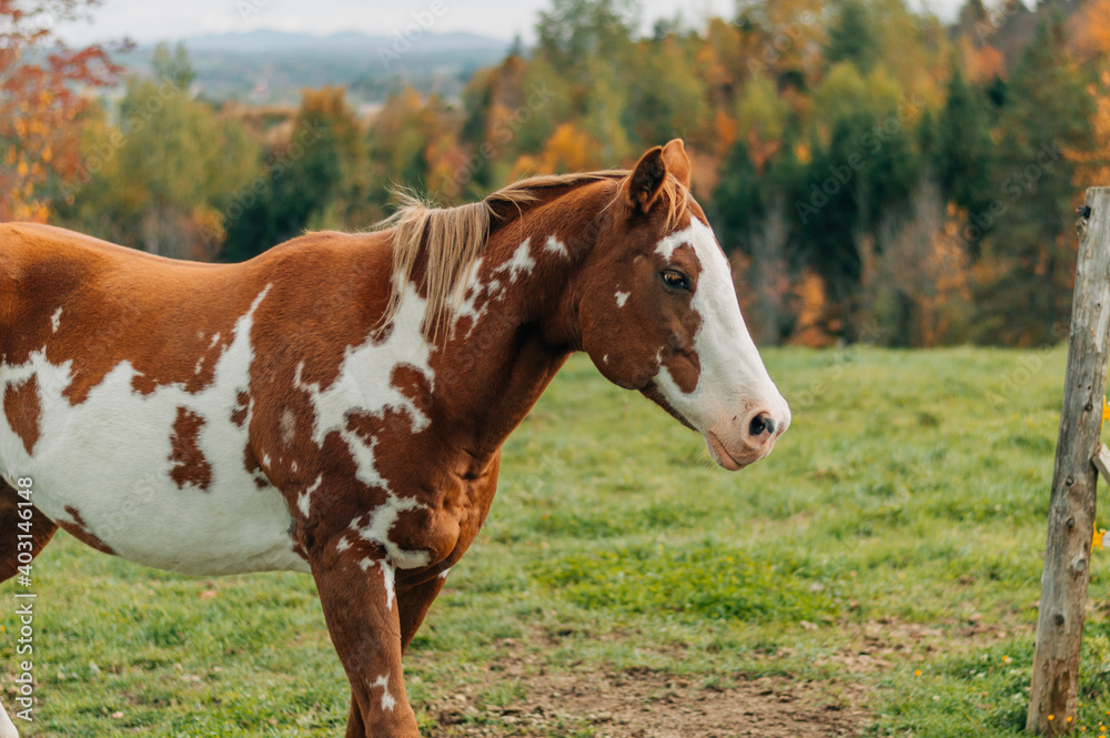 horse in field