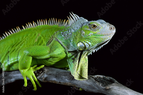 Big green iguana on isolated black background