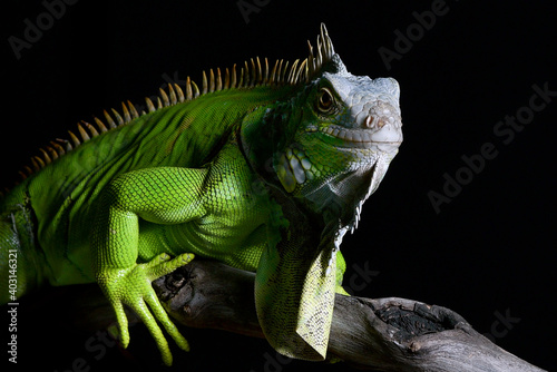 Big green iguana on isolated black background