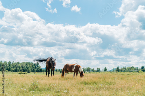 horse in field