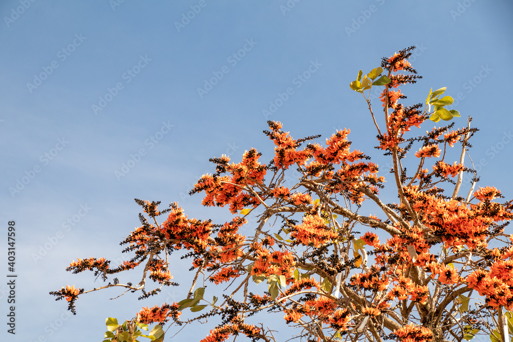 Beautiful Bastard Teak flower in blue sky background.(Butea monosperma)Common names include flame-of-the-forest,parrot tree or palash flower. Beautiful Bastard Teak flower in blue sky background.(Butea monosperma)Common names include flame-of-the-forest,parrot tree or palash flower.