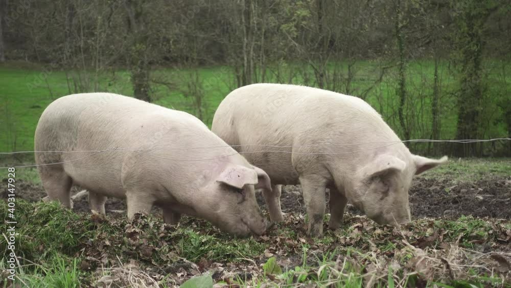 General shot of two domestic pigs looking for food on the farm. General shot of two domestic pigs looking for food on the farm.