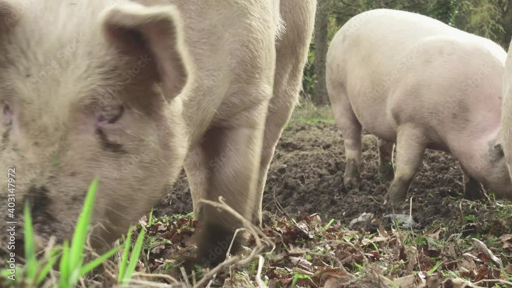 Close Up Of Domestic Pig Foraging And Feeding At The Farm Close Up Of Domestic Pig Foraging And Feeding At The Farm