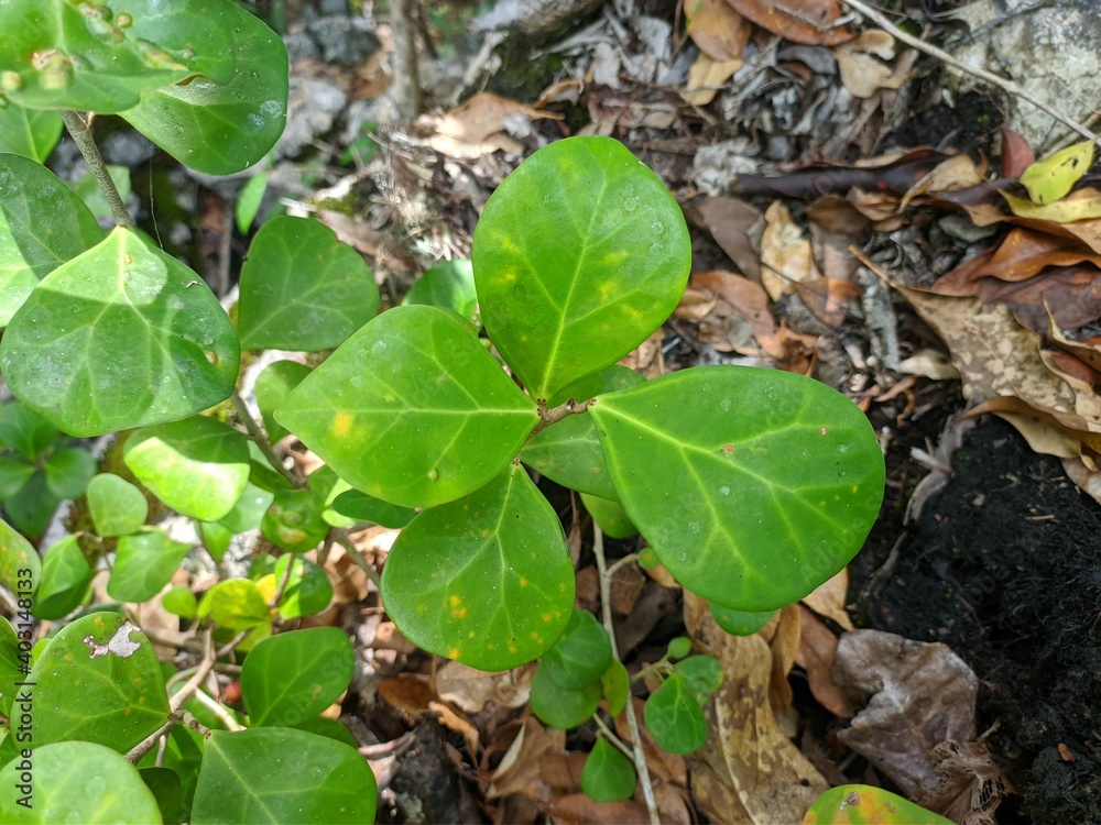 Tabat Barito Plants (Ficus Deltoidea Var Kunstleri) in the Tropical Nature of Borneo Tabat Barito Plants (Ficus Deltoidea Var Kunstleri) in the Tropical Nature of Borneo