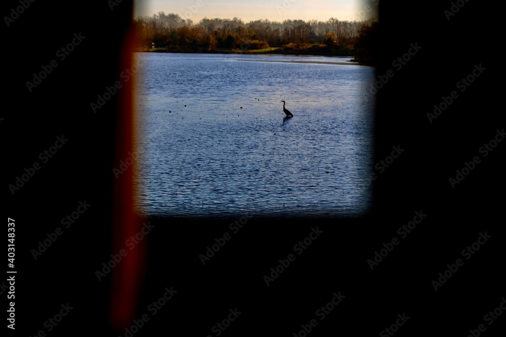 Heron standing in the lake during sunset 