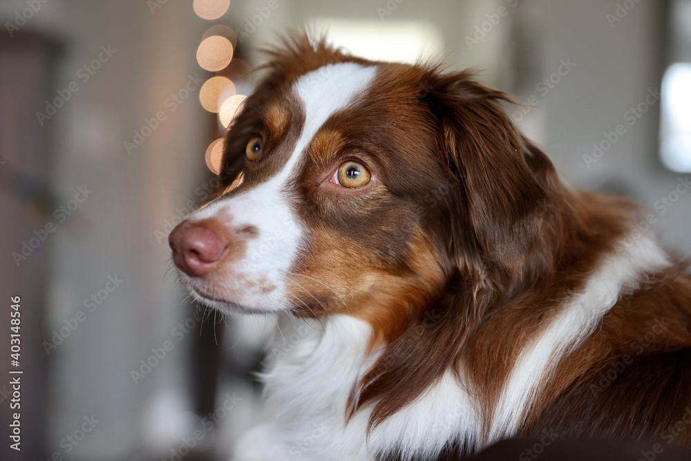 Australian Shepard puppy close up on face indoors