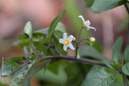 イヌホウズキの白い花