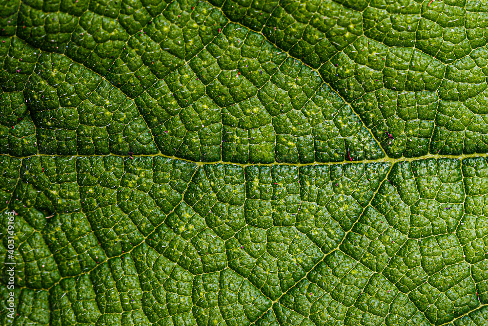 Close-up of a leaf textured background, beautiful nature texture concept Close-up of a leaf textured background, beautiful nature texture concept