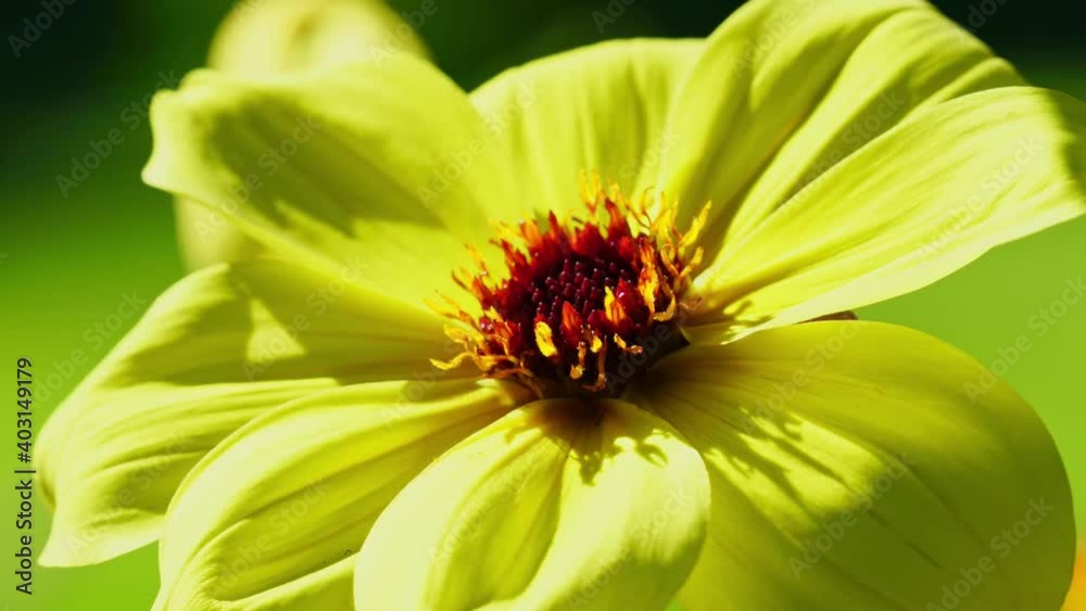 Closeup of yellow African daisies, light and shadow moving on petals of osteospermum, time-lapse Closeup of yellow African daisies, light and shadow moving on petals of osteospermum, time-lapse