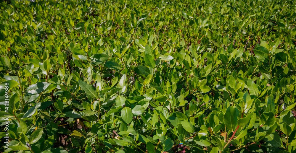 Very Dense Green Foliage