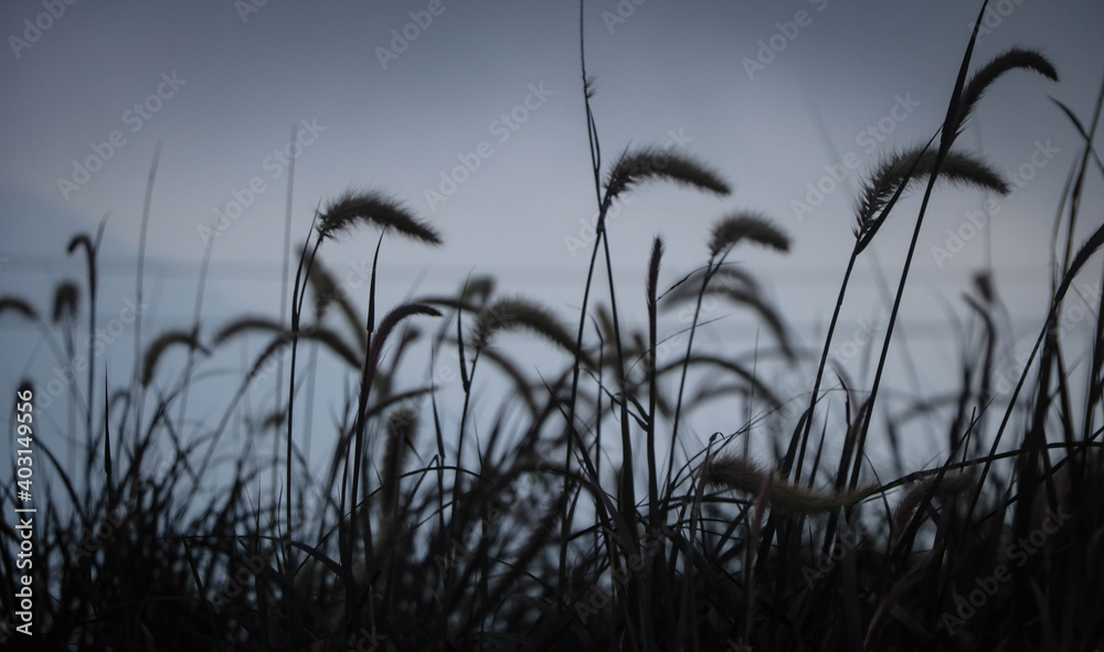 reeds in fog reeds in fog
