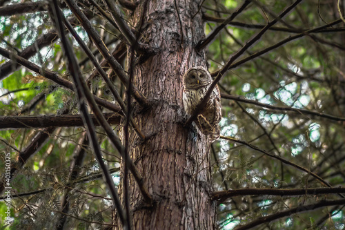 A barred owl stares back curiously from a cedar tree