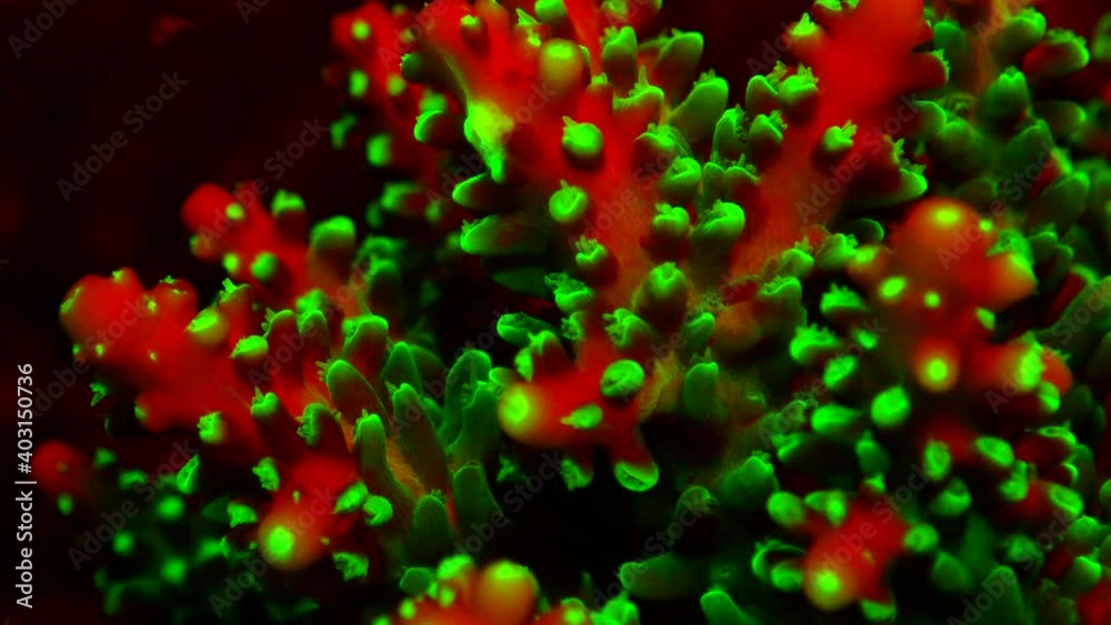 Fluorescent green and red coral filmed during a night dive on a coral reef in the Philippines.
