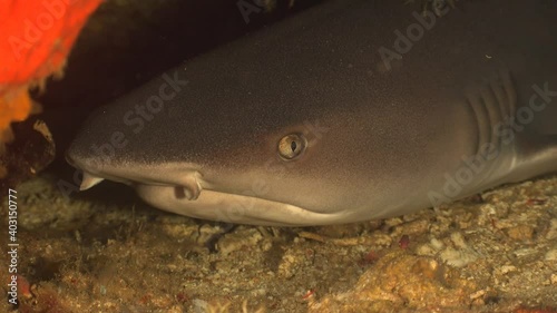 Close of of a white tip reef shark showing eye and teeth in 4K Quaility. photo