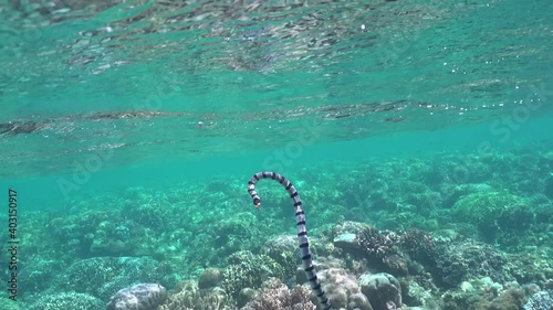 yellow lipped sea snake close up surfacing . A yellow- lipped sea krait swims to the surface to breath and returns underwater swimming over the coral reef. photo