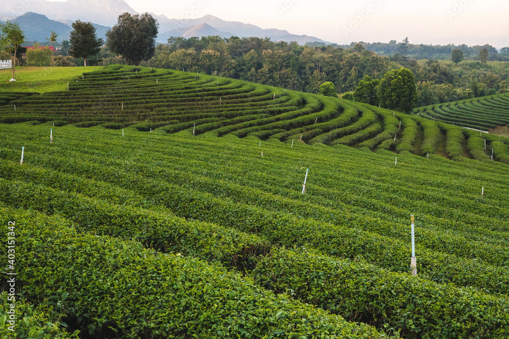 Beautiful green tea plantation in the morning at Chouifong Tea Plantation, Chiang Rai Province, Thailand.