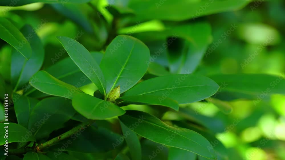 Closeup of leaves of green plants, time-lapse Closeup of leaves of green plants, time-lapse