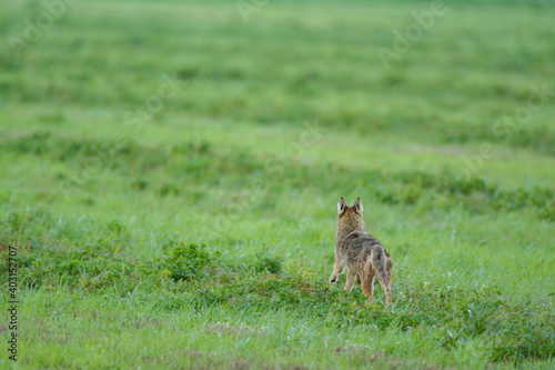 A coyote running away in a agriculture field .