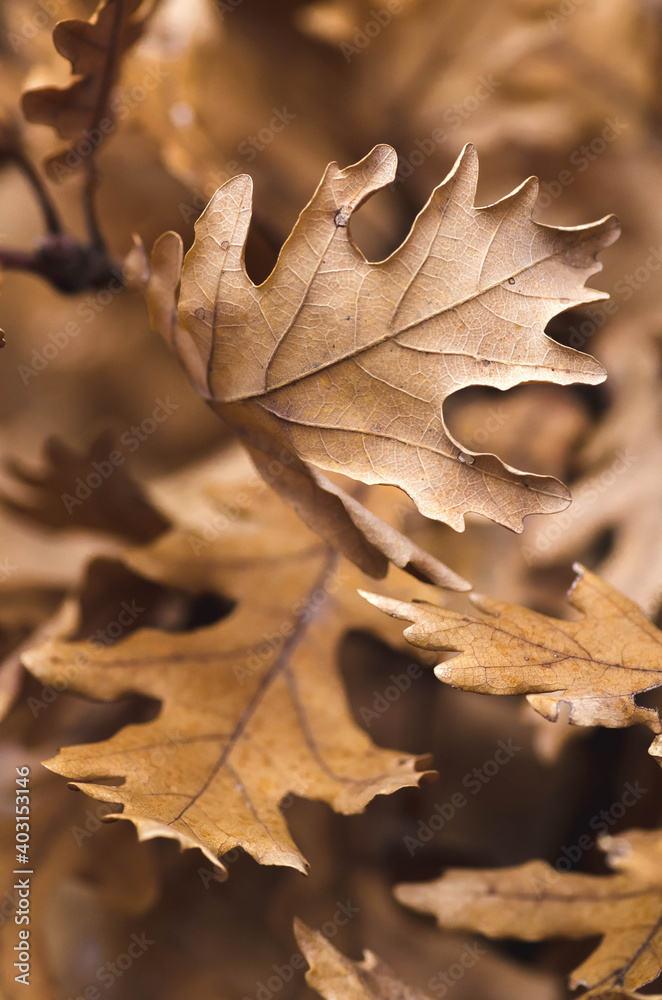 Fototapeta premium Close up of oak leaf with blurred background and bokeh