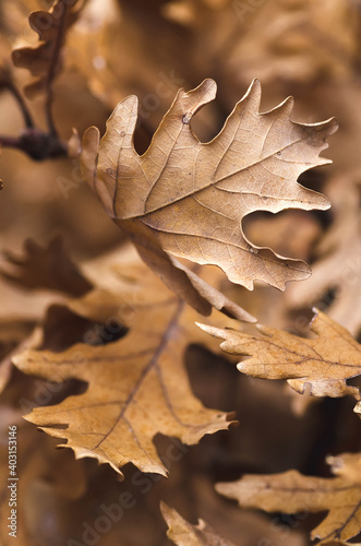Close up of oak leaf with blurred background and bokeh